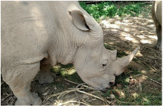 Feeding Rhino Uganda Wildlife Education Center