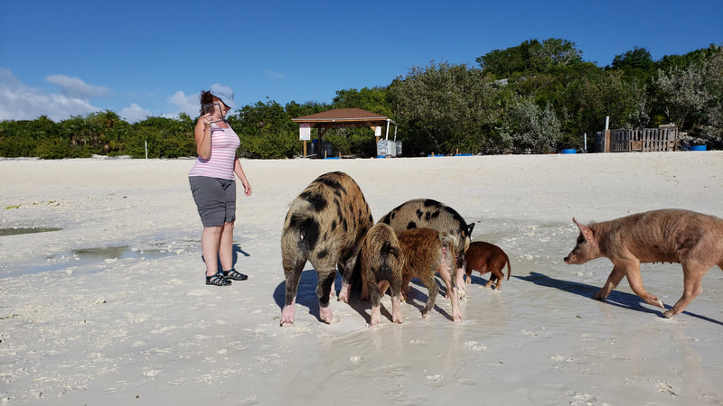 Lisa feeding the pigs