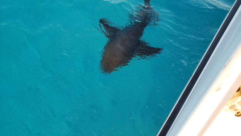 Nurse shark hanging out by our boat.