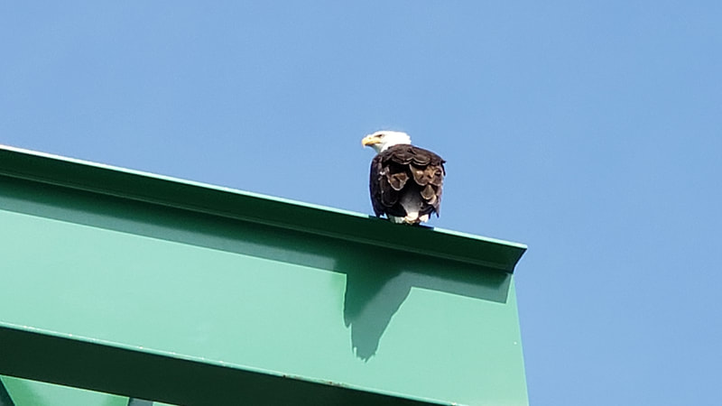 Bald eagle looking for dinner