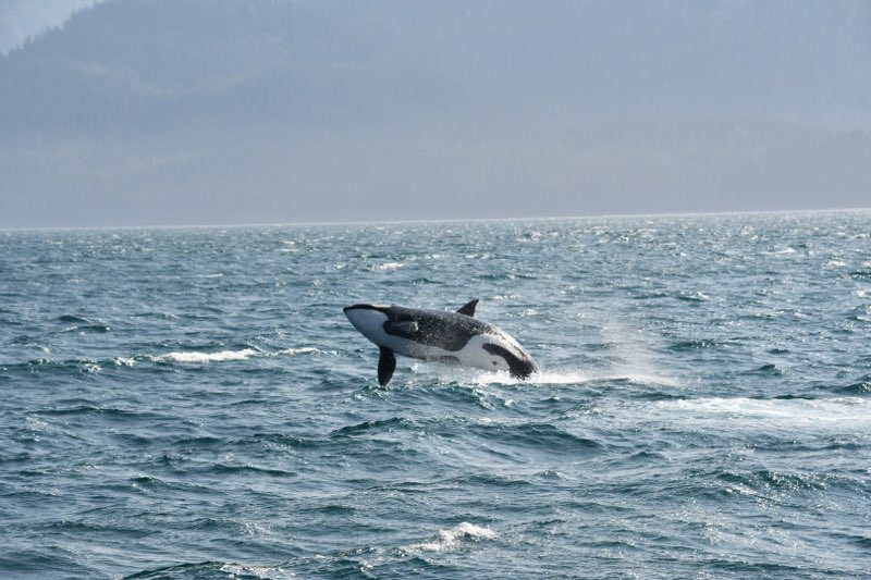 Orca jumping