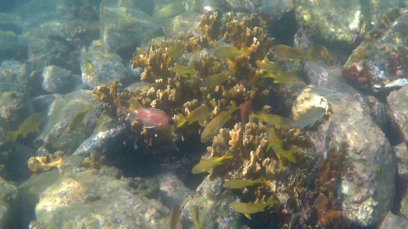 Fish, Coral, and urchin at Maho Bay