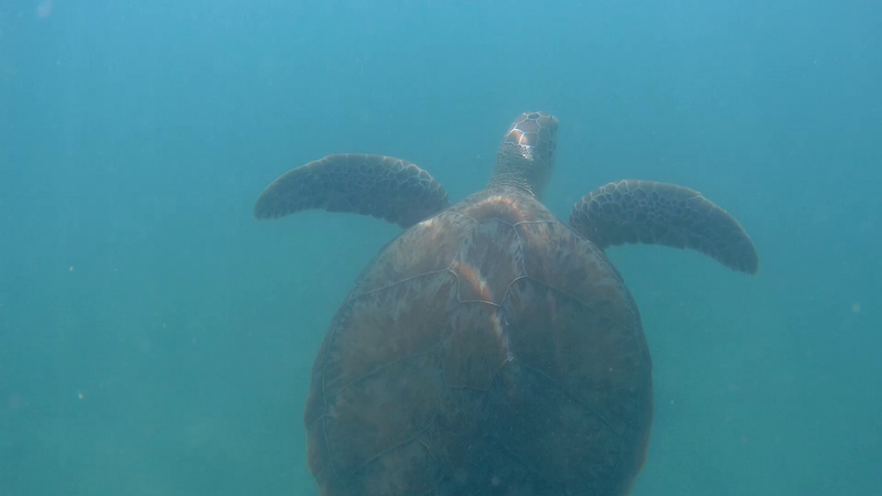 Sea Turtle Swimming Up