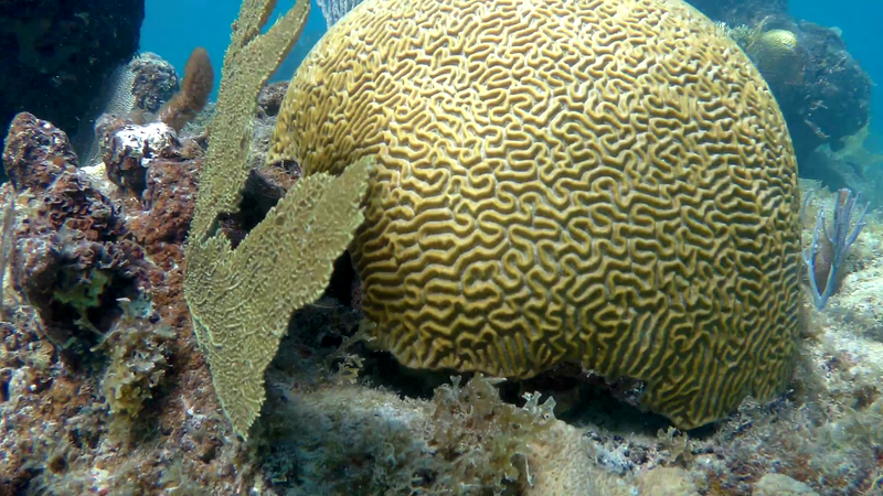 Coral at Green Beach